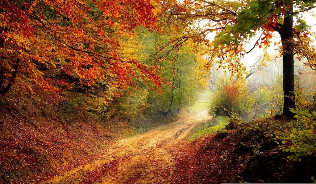 Baum Herbst Natur traumhaft Warum sind Bäume wichtig für uns Menschen