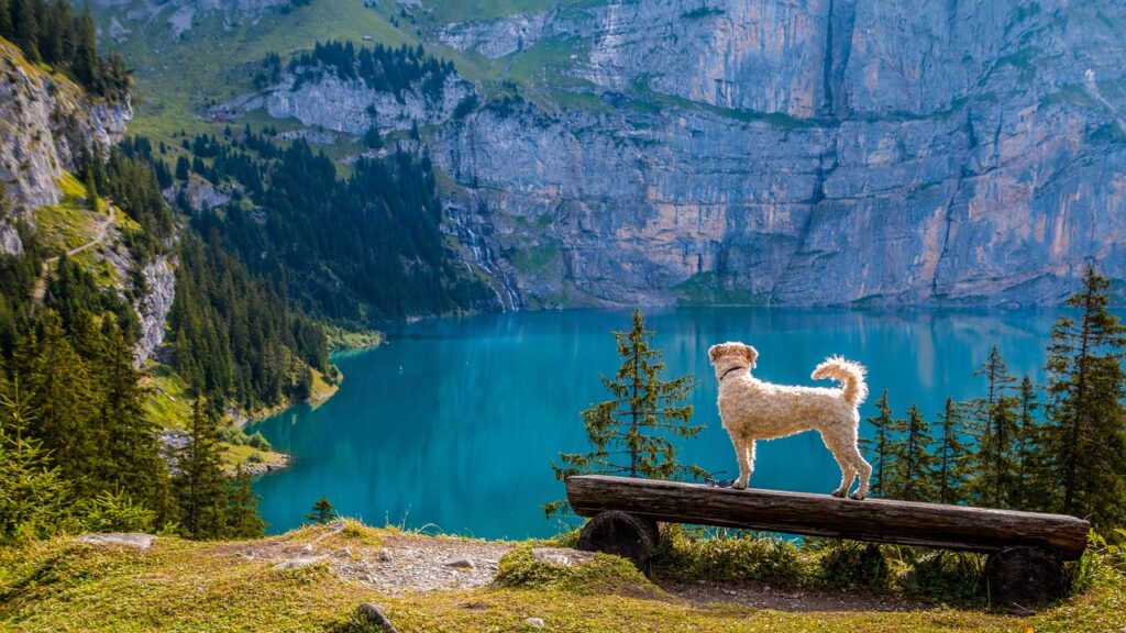Hund Aussicht Bergsee Schweiz Wo verstecken sich entlaufene Hunde