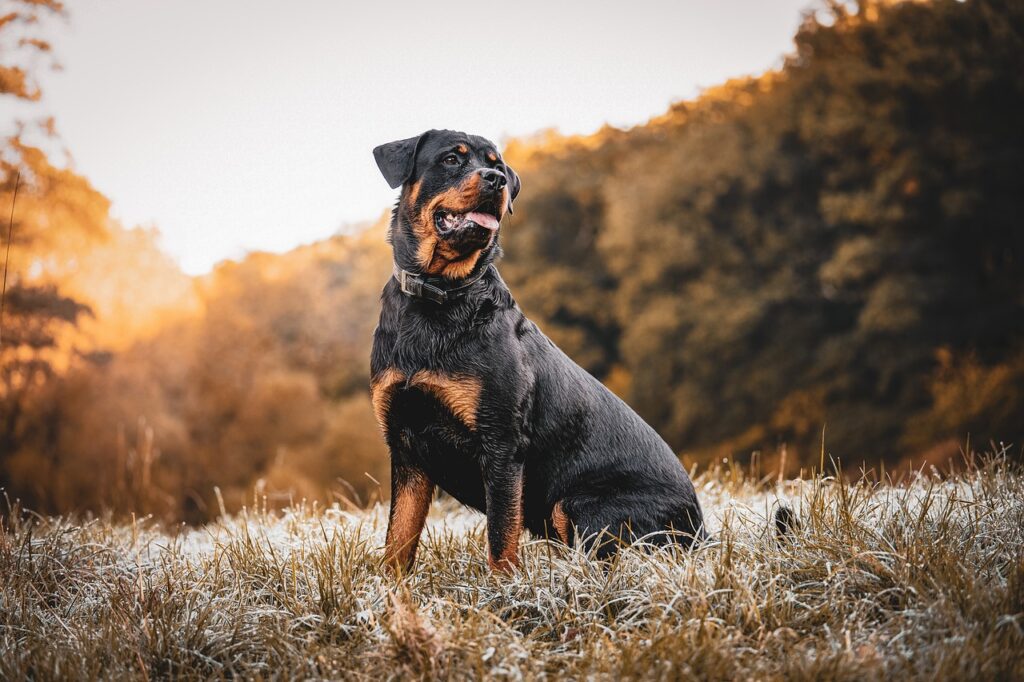 Rottweiler elegant anmutig Sonne Königsrottweiler Existiert diese Hunderasse wirklich