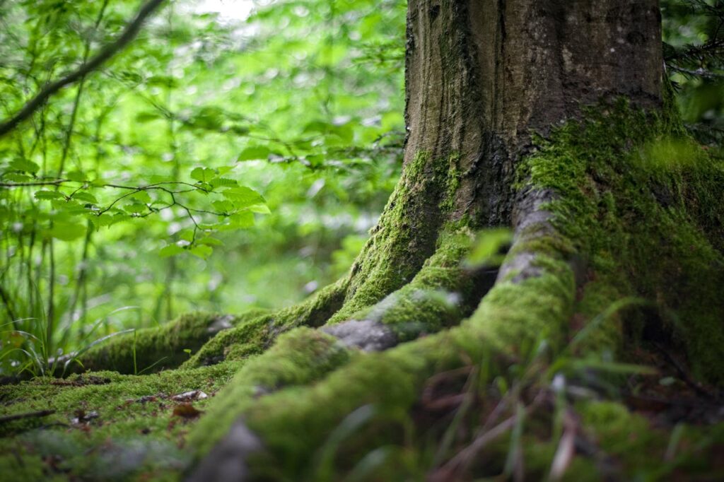 Baum Wald Natur Moos Stamm Camping im Fichtelgebirge Auszeit in freier Natur