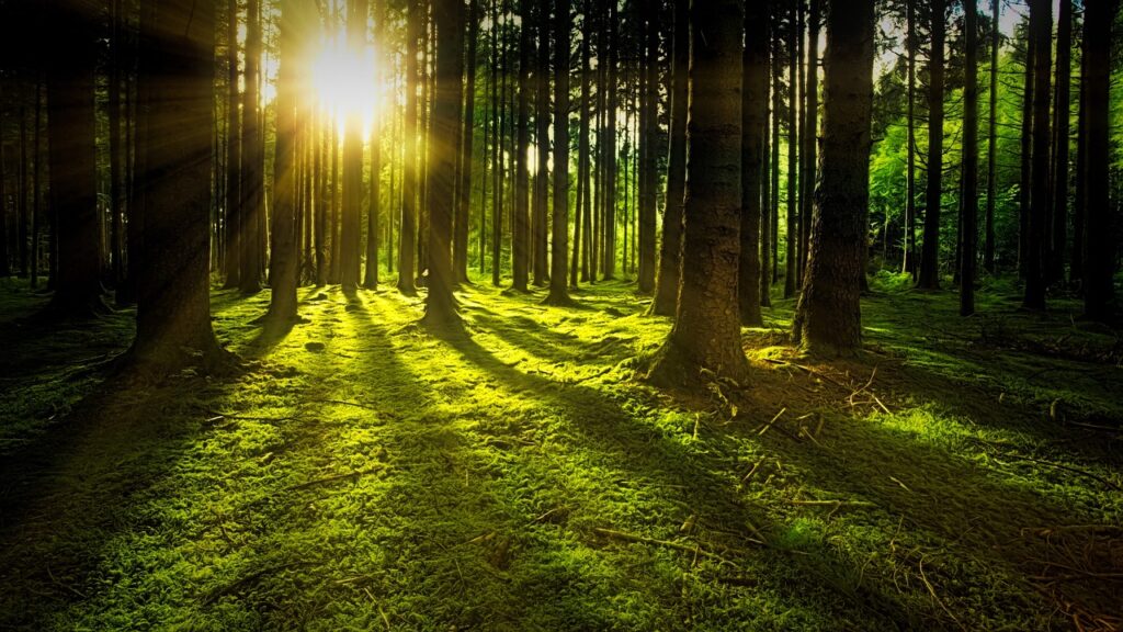 Bäume Moos Wald Sonne traumhaft Lichtung Entdeckungsreise durch das Fichtelgebirge Naturschätze ohne Auto erleben