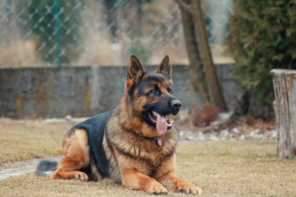 deutscher Schäferhund liegt im Garten und guckt Richtige, artgerechte Hundehaltung auf dem eigenen Grundstück