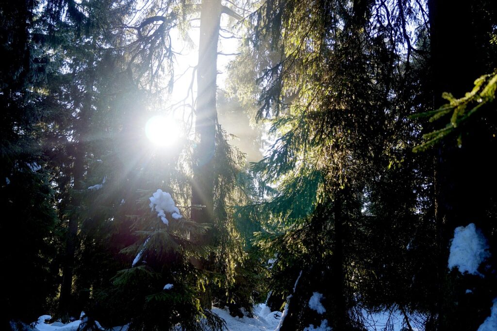 Fichtelgebirge Wald Sonne Licht Die Entstehung des Fichtelgebirges – eine Zeitreise durch Jahrmillionen