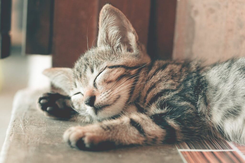 Katze niedlich unterwegs Welche Katzenrassen reisen gerne