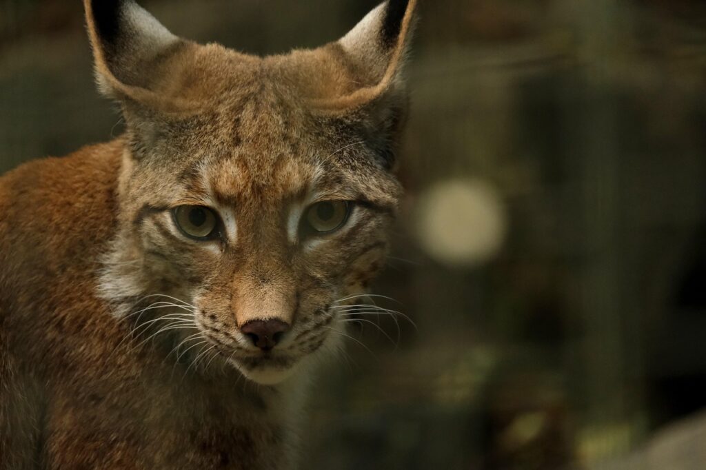 Luchs in der Wildnis Raubtier Luchs in Deutschland Wo lebt er